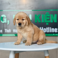 Golden Retriever - Màu Đỏ Bò (MS 01)