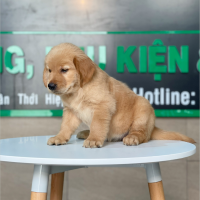 Golden Retriever - Màu Đỏ Bò (MS 01)
