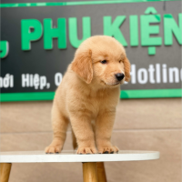 Golden Retriever - Màu Vàng Đậm (MS 01)