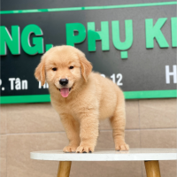 Golden Retriever - Màu Vàng Đậm (MS 01)