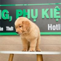 Golden Retriever - Màu Vàng Đậm (MS 01)