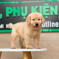 Golden Retriever - Màu Vàng Đậm (MS 02)