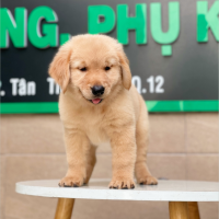 Golden Retriever - Màu Vàng Đậm (MS 02)