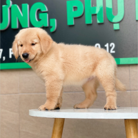 Golden Retriever - Màu Vàng Đậm (MS 02)