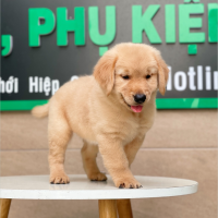Golden Retriever - Màu Vàng Đậm (MS 02)