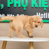 Golden Retriever - Màu Vàng Đậm (MS 03)