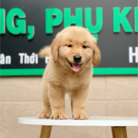 Golden Retriever - Màu Vàng Đậm (MS 03)