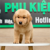 Golden Retriever - Màu Vàng Đậm (MS 03)