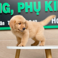 Golden Retriever - Màu Vàng Đậm (MS 03)
