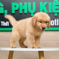 Golden Retriever - Màu Vàng Đậm (MS 03)