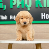 Golden Retriever - Màu Vàng Đậm (MS 04)