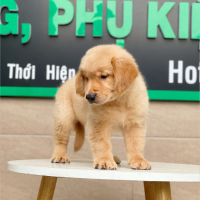 Golden Retriever - Màu Vàng Đậm (MS 04)