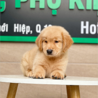 Golden Retriever - Màu Vàng Đậm (MS 04)
