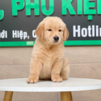 Golden Retriever - Màu Vàng Đậm (MS 05)
