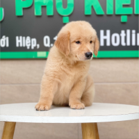 Golden Retriever - Màu Vàng Đậm (MS 05)