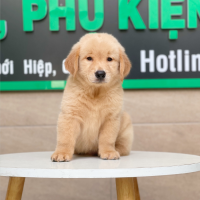 Golden Retriever - Màu Vàng Đậm (MS 05)