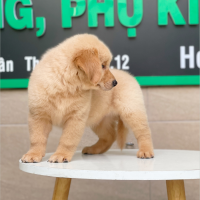 Golden Retriever - Màu Vàng Đậm (MS 05)
