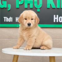 Golden Retriever - Màu Vàng Đậm (MS 05)