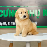 Golden Retriever - Màu Vàng Đậm (MS 12)