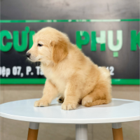 Golden Retriever - Màu Vàng Đậm (MS 12)