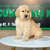 Golden Retriever - Màu Vàng Đậm (MS 13)