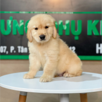 Golden Retriever - Màu Vàng Đậm (MS 13)