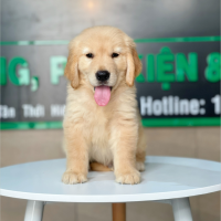 Golden Retriever - Màu Vàng Đậm (MS 14)