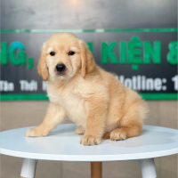 Golden Retriever - Màu Vàng Đậm (MS 14)