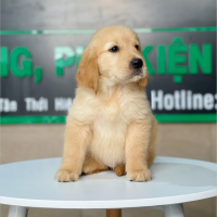 Golden Retriever - Màu Vàng Đậm (MS 14)