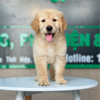 Golden Retriever - Màu Vàng Đậm (MS 15)