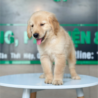 Golden Retriever - Màu Vàng Đậm (MS 15)