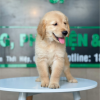 Golden Retriever - Màu Vàng Đậm (MS 15)