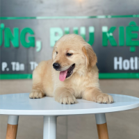 Golden Retriever - Màu Vàng Đậm (MS 16)