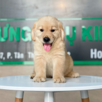 Golden Retriever - Màu Vàng Đậm (MS 16)