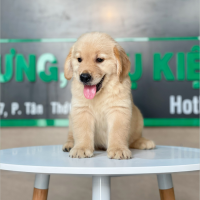 Golden Retriever - Màu Vàng Đậm (MS 16)
