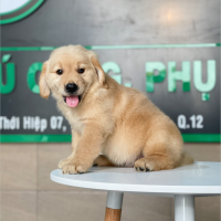 Golden Retriever - Màu Vàng Đậm (MS 16)