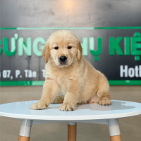 Golden Retriever - Màu Vàng Đậm (MS 17)