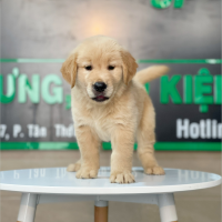 Golden Retriever - Màu Vàng Đậm (MS 17)