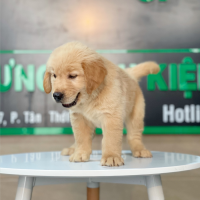 Golden Retriever - Màu Vàng Đậm (MS 17)