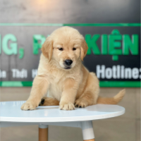 Golden Retriever - Màu Vàng Đậm (MS 17)