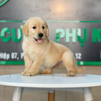 Golden Retriever - Màu Vàng Đậm (MS 18)