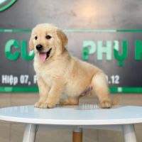 Golden Retriever - Màu Vàng Đậm (MS 18)