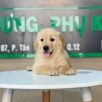Golden Retriever - Màu Vàng Đậm (MS 18)