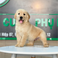 Golden Retriever - Màu Vàng Đậm (MS 18)