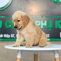 Golden Retriever - Màu Vàng Đậm (MS 19)