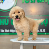 Golden Retriever - Màu Vàng Đậm (MS 19)