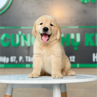 Golden Retriever - Màu Vàng Đậm (MS 20)