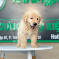 Golden Retriever - Màu Vàng Đậm (MS 20)