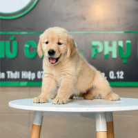 Golden Retriever - Màu Vàng Đậm (MS 20)