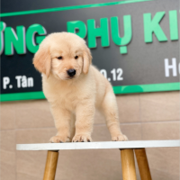 Golden Retriever - Màu Vàng Kem (MS 01)